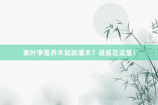 紫叶李是乔木如故灌木？谜底在这里！